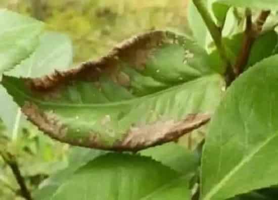 植物虫害|茉莉花病虫害防治技术与方法措施
