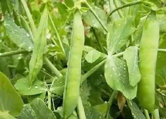 种植管理|豌豆几月份种合适