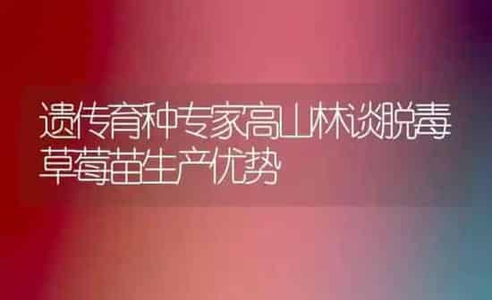 遗传育种专家高山林谈脱毒草莓苗生产优势 | 瓜果种植