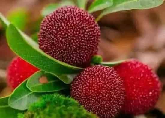 植物排行|杨梅什么品种最好