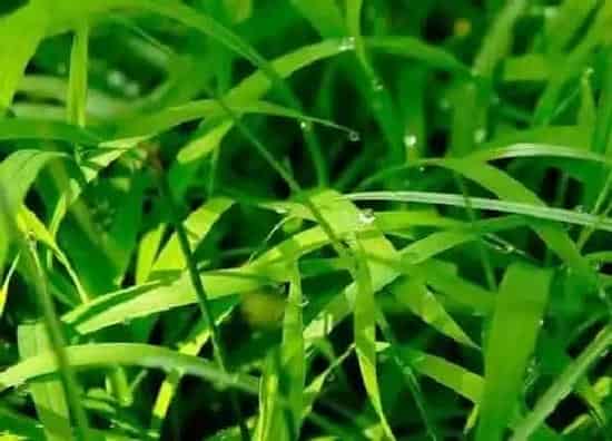 植物文学|小草的生长过程