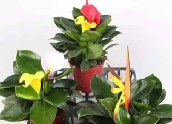植物百科|金钻花开花吗 开花能开多长时间