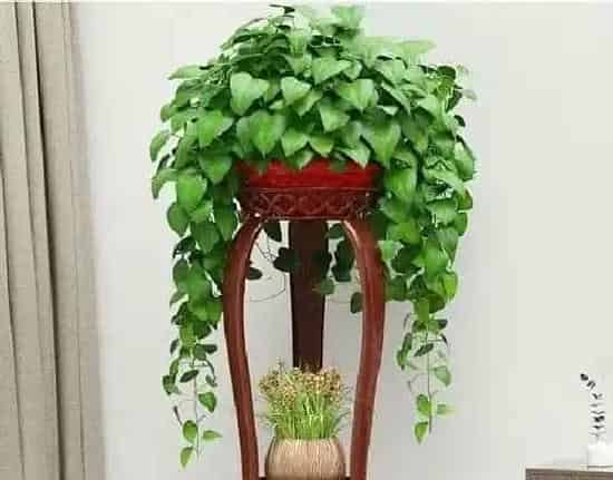 植物病害|绿萝黄叶病用什么药效果好 病因及防治方法