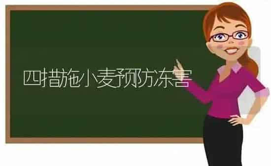 四措施小麦预防冻害 | 粮油作物种植