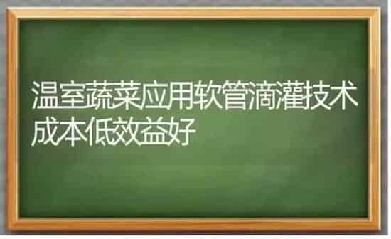 温室蔬菜应用软管滴灌技术成本低效益好 | 蔬菜种植