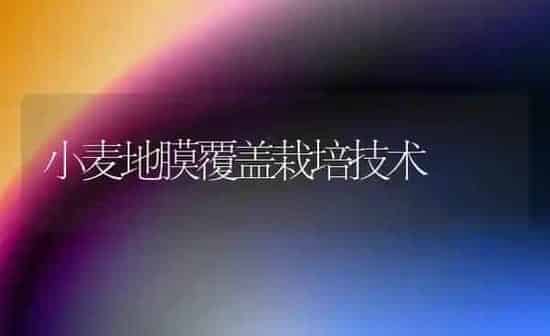 小麦地膜覆盖栽培技术 | 粮油作物种植