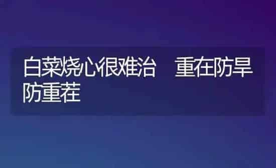 白菜烧心很难治 重在防旱防重茬 | 蔬菜种植