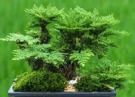 植物百科|卷柏属于什么类植物 属于多年生草本蕨类植物