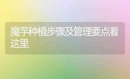 魔芋种植步骤及管理要点看这里 | 植物种植百科