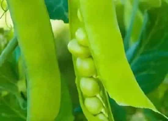 种植管理|豌豆几月份种合适