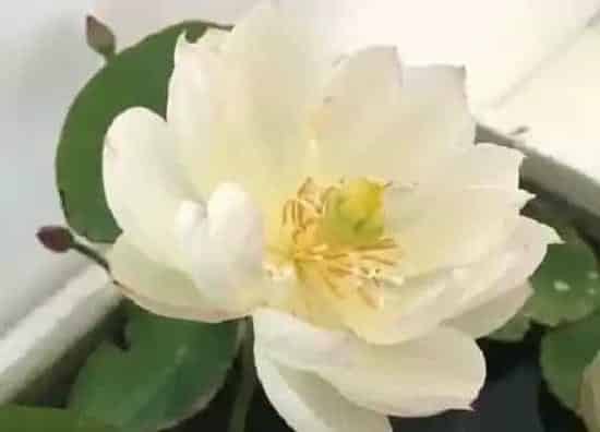 植物播种|碗莲什么时候播种合适