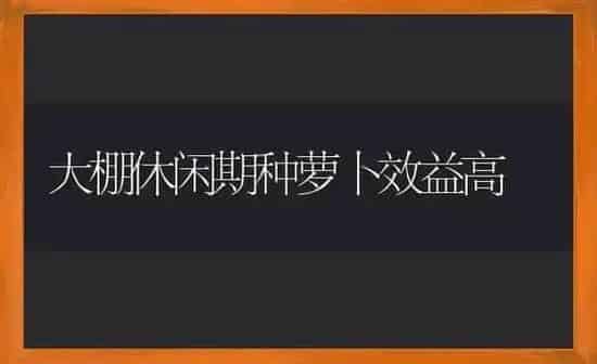大棚休闲期种萝卜效益高 | 蔬菜种植