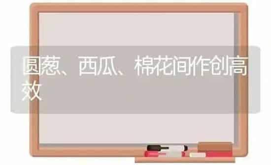 圆葱、西瓜、棉花间作创高效 | 瓜果种植