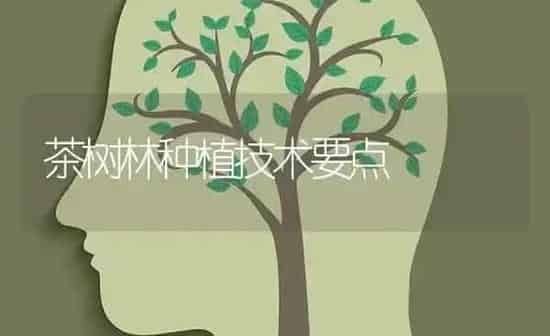 茶树林种植技术要点 | 植物种植百科