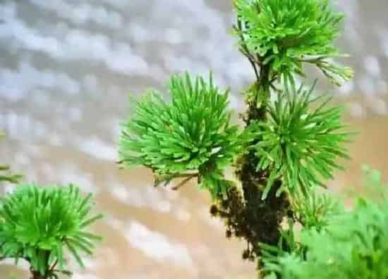 植物百科|卷柏属于什么类植物 属于多年生草本蕨类植物
