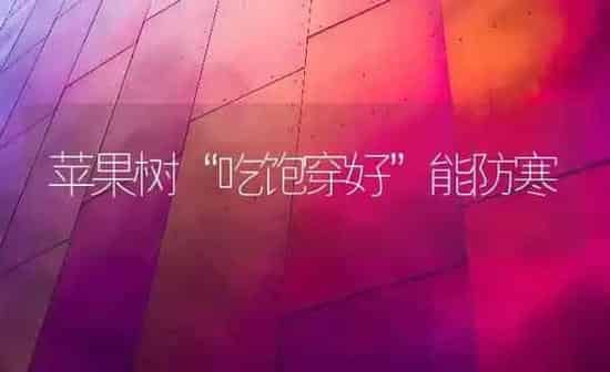 苹果树“吃饱穿好”能防寒 | 瓜果种植