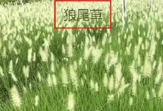 植物百科|狼尾巴草和狗尾巴草的区别