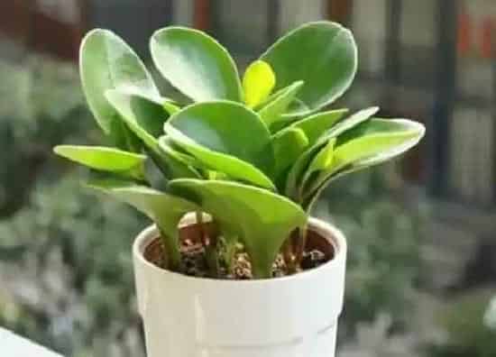 植物修剪|电脑宝贝什么时候剪枝合适