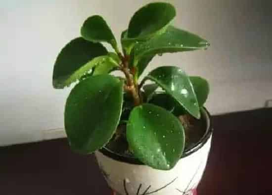 植物修剪|电脑宝贝什么时候剪枝合适