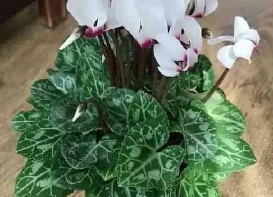 不开花|仙客来为什么不开花