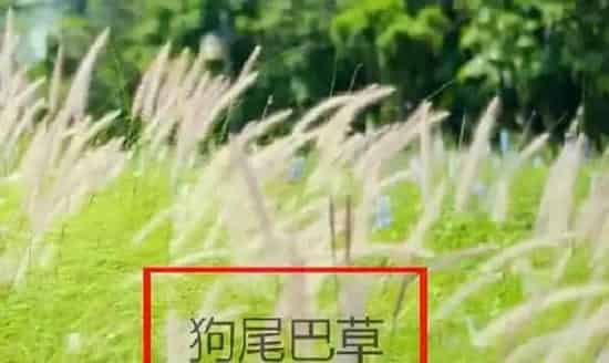 植物百科|狼尾巴草和狗尾巴草的区别