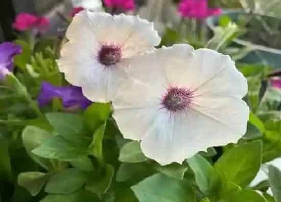 植物百科|矮牵牛属于什么植物类型