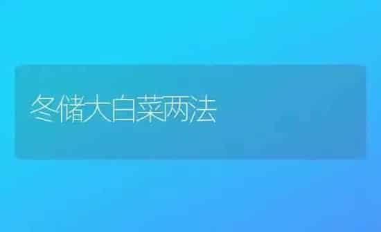 冬储大白菜两法 | 蔬菜种植