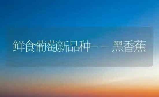 鲜食葡萄新品种--黑香蕉 | 瓜果种植