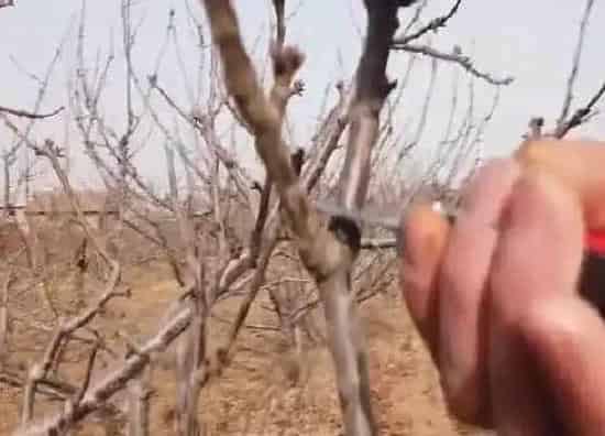 植物修剪|樱桃什么时候剪枝合适