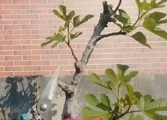 植物修剪|无花果怎么修剪方法