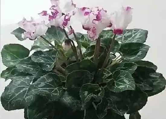 不开花|仙客来为什么不开花