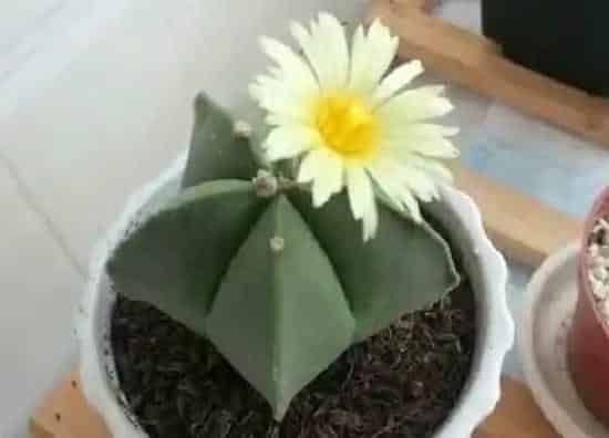 植物繁殖|五角鸾凤玉怎么繁殖方法和注意事项