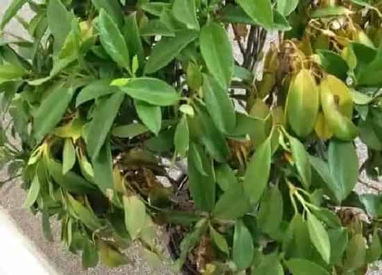叶蔫|茉莉叶子发蔫原因及补救方法