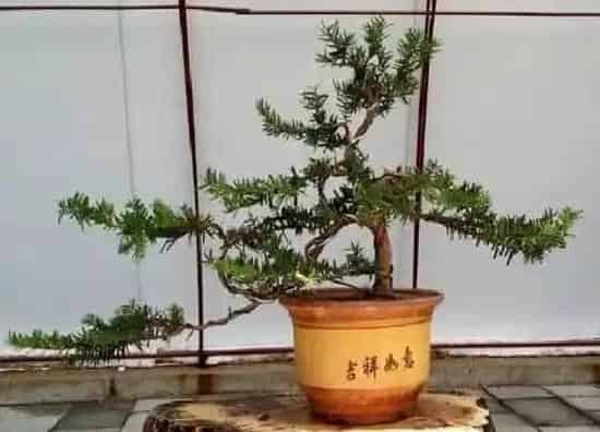 植物修剪|红豆杉盆景怎么修剪方法