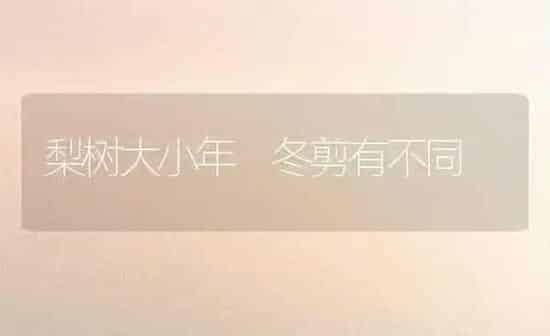 梨树大小年 冬剪有不同 | 瓜果种植