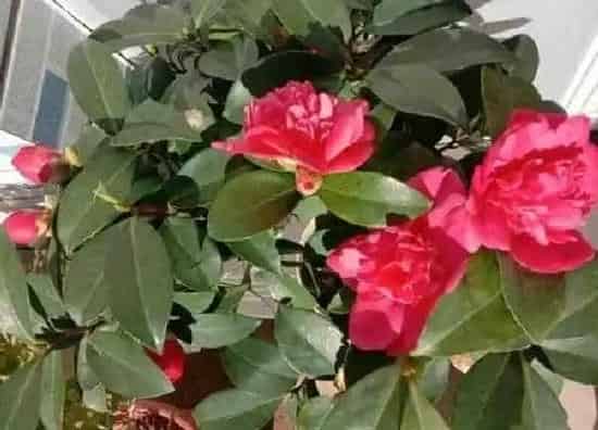 植物浇水|可乐浇花的正确方法 喝剩的可乐浇花注意要点