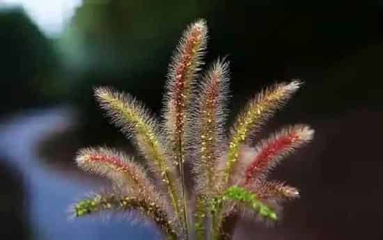 植物百科|狼尾巴草和狗尾巴草的区别