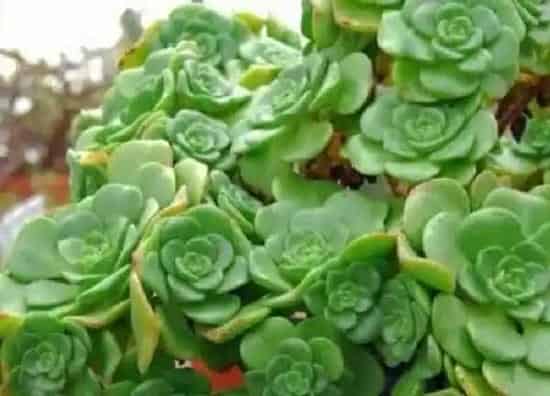 植物移栽|百合莉莉上盆时间与养护方法
