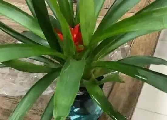 植物浇水|凤梨花水浇多了怎么办