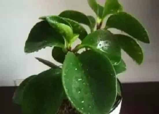 植物修剪|电脑宝贝什么时候剪枝合适