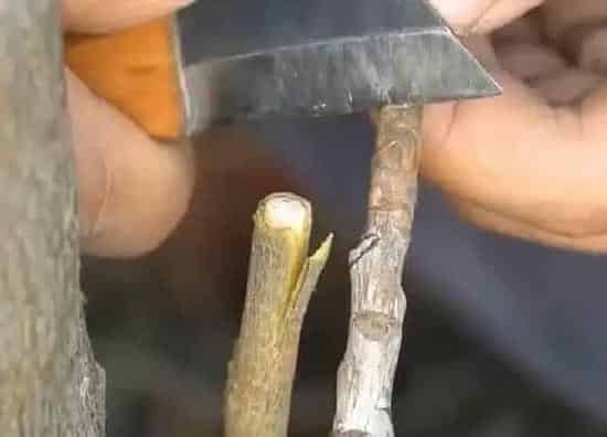 植物嫁接|枇杷嫁接时间和方法