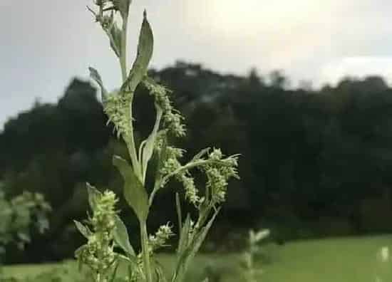 种子|艾草会结籽吗