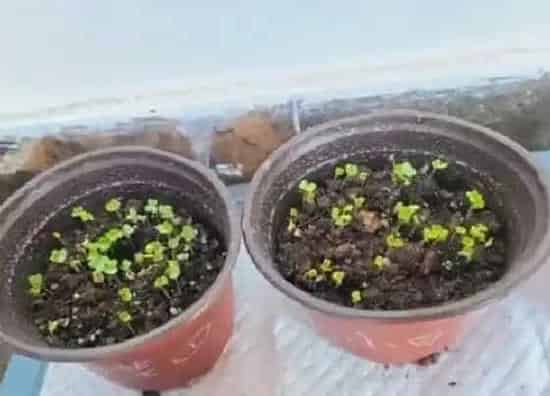 植物百科|金鱼草的繁殖方法分类和注意事项 图解两种繁殖技术