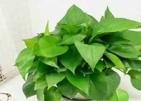 植物产地|绿萝产地在哪里