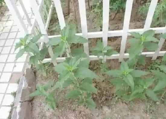 植物移栽|洋姜苗可以移栽吗