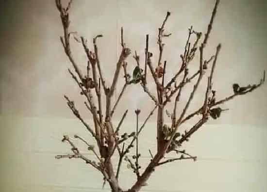 叶蔫|梅花叶子发蔫原因及补救方法
