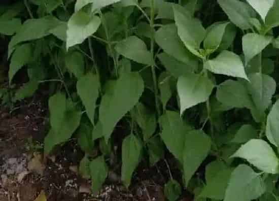 植物移栽|洋姜苗可以移栽吗