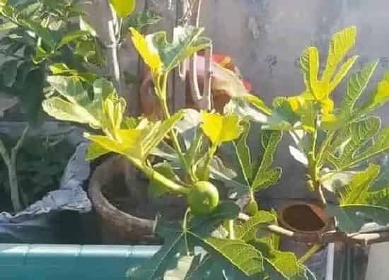植物修剪|无花果怎么修剪方法