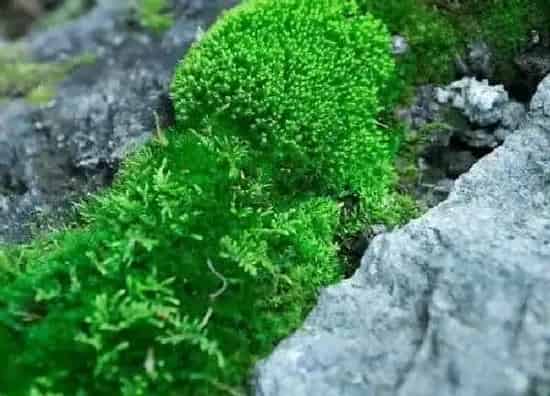 养殖方法|青苔怎么养殖方法