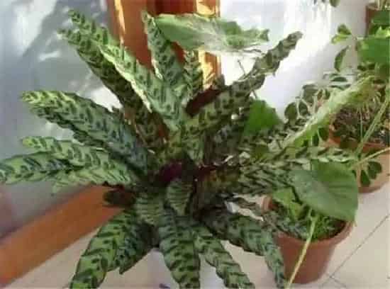 植物浇水|猫眼竹芋多久浇一次水 浇水时间与频率